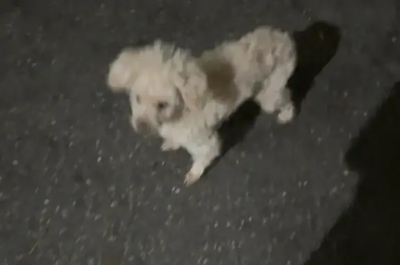 Найдена собака, Чебоксары, фото: Найдена собака, ул. 50 лет Октября, 4