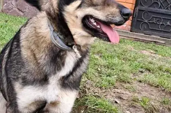 Пропала собака, Клишева, МО