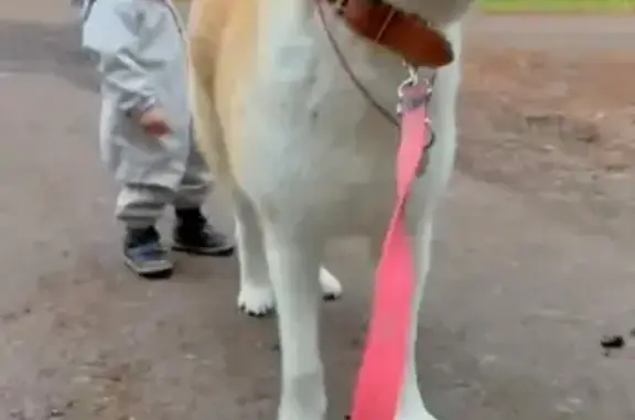 Пропала Акита Бэй, Первомайское, Ленобласть