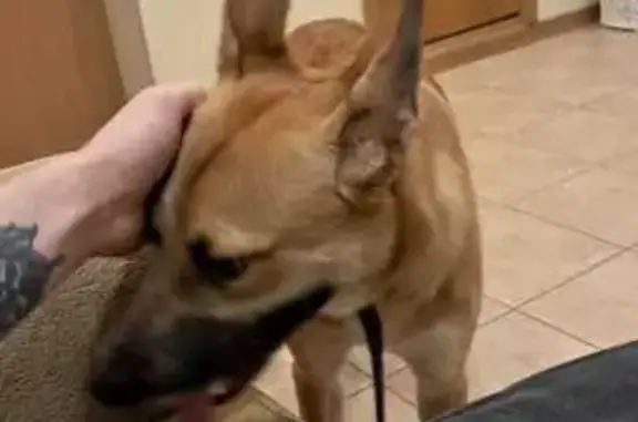 Пропала собака, Фермское ш., 36 к7