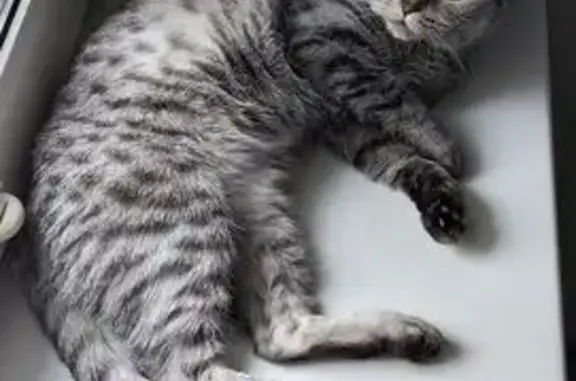 Найдена кошка, Волгоград, фото: Британская кошка найдена, Козловская 55к3