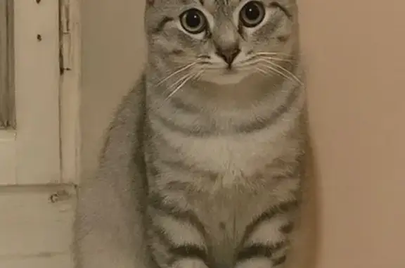 Пропала кошка, бульвар Юности, 3, Чебоксары