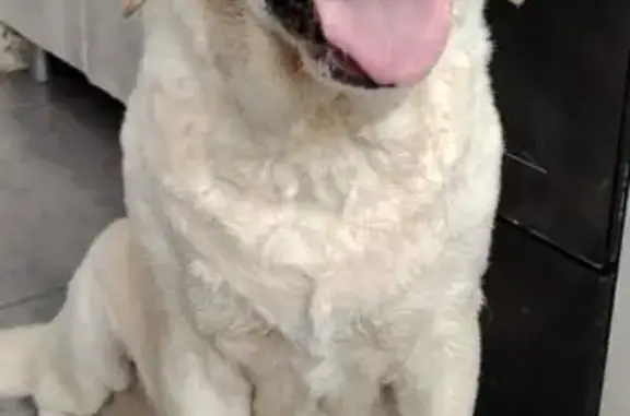 Найдена собака, Старый Оскол, фото: Лабрадор найден в Старом Осколе, 8