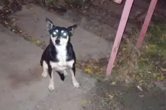 Найдена собака, Волгоград, фото: Собака найдена, ул. 40 лет ВЛКСМ, 66