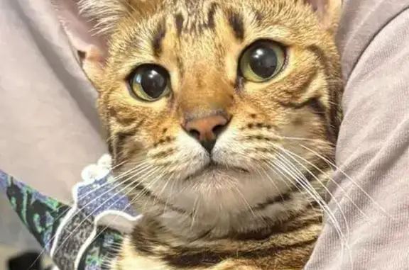 Кошки потеряшки, Ростов-на-Дону, фото: Потеряшка кошка, 2-я Киргизская ул., Ростов-на-Дону