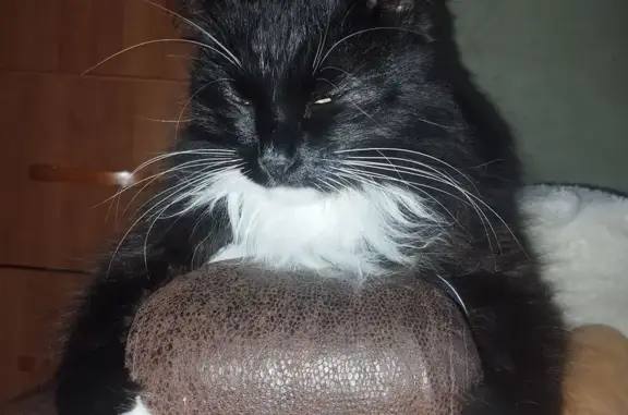 Кошки потеряшки, Омск, фото: Потеряшка кошка, ул. Куйбышева 138, Омск