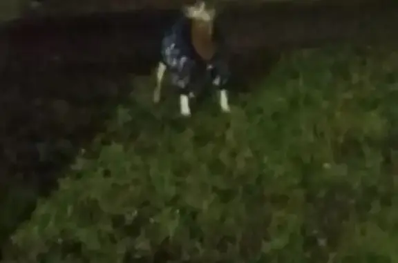 Найдена собака, Чебоксары, фото: Найдена собака: Комбинатский пер., 4, Чебоксары