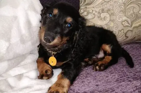 Собаки потеряшки, Старый Оскол, фото: Потеряшка собака, ул. 8 Марта, 65, Оскол