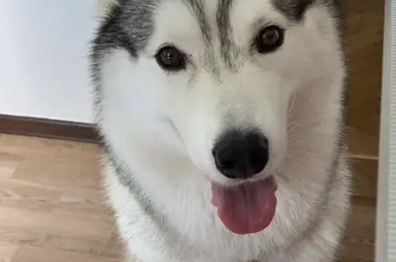 Собаки потеряшки, Рязанская область, фото: Потеряшка собака, Петровичи, Рязань