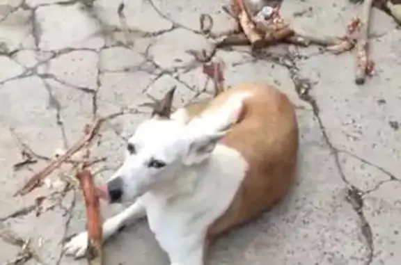 Собаки потеряшки, Волгоград, фото: Потеряшка собака, Руднево, Волгоград
