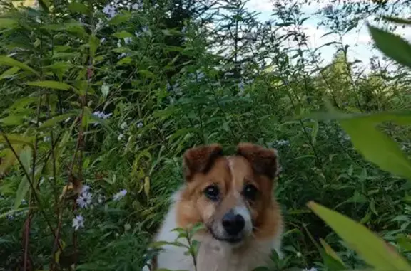 Пропала собака, ул. Пушкина 38, Киров