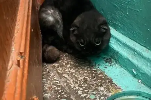 Найдена кошка, Челябинск, фото: Найдена кошка, ул. Сталеваров 14, Челябинск