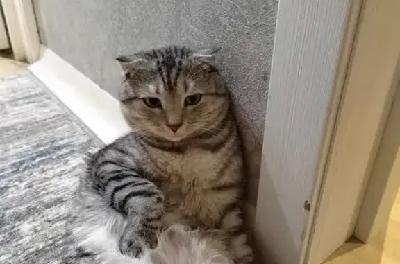 Пропала кошка, Дериглазова 23, Курск