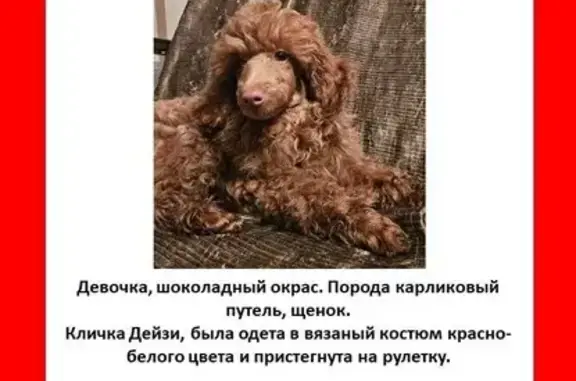 Собаки потеряшки, Москва, фото: Потеряшка собака на ул. Мнёвники, Москва