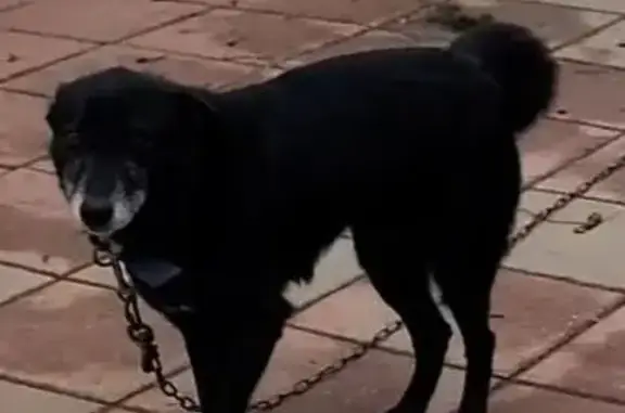 Пропала собака в Шебунино, Ярославская обл.