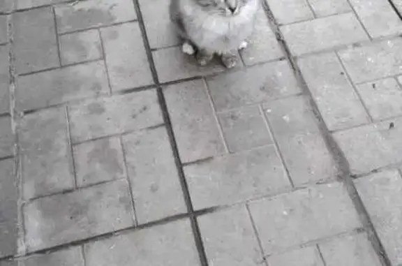 Пропала кошка на Московской, 15А, Н. Ломов