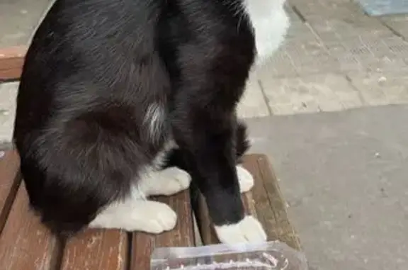 Пропала кошка, Медынская ул., Москва