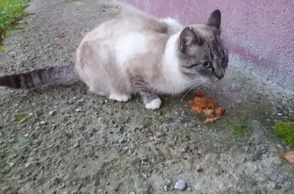 Кошка найдена на Ялтинском, 6, Калининград