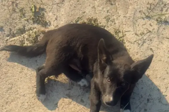 Пропала собака в Осоргино, Башкортостан