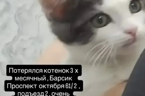 Пропала кошка, пр. Октября 61/2, Уфа