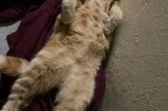 Пропала кошка, ул. Либкнехта 8, Новошахтинск