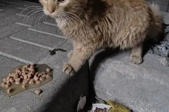 Найден кот, Арсенальная ул. 29, Калининград