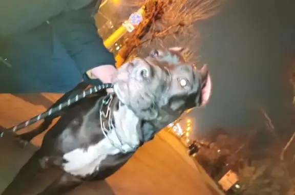 Стаффорд найден: ул. Карпинского, 23