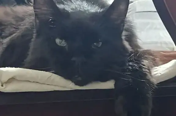 Кошки потеряшки, Севастополь, фото: Потеряшка кошка, ул. Военных Строителей 12А