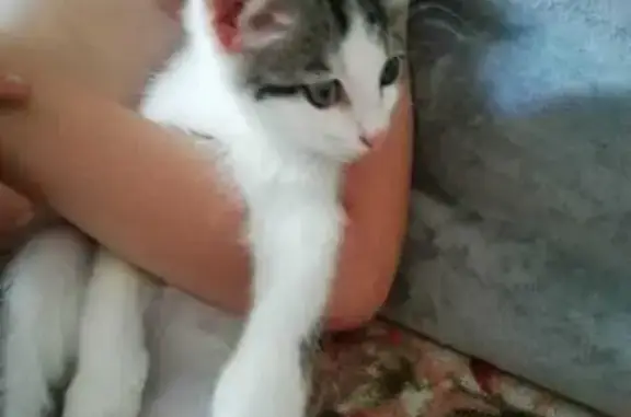 Пропала кошка, Индустриальная 33, Магнитогорск