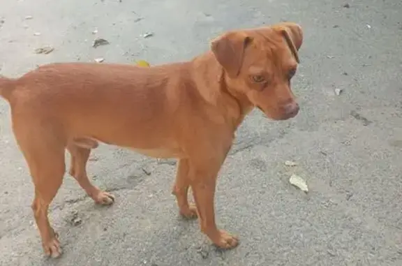 Найдена собака, Ставрополь, фото: Найдена собака, ул. Мира 430, Ставрополь