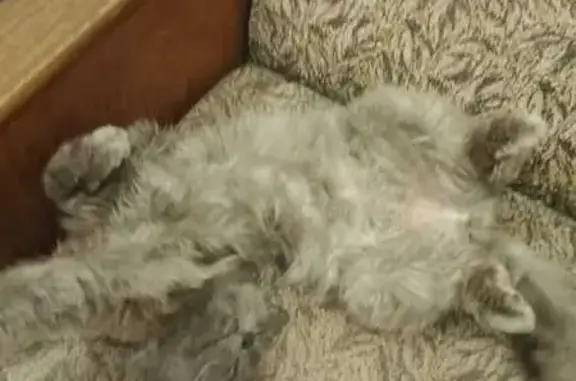 Пропала кошка, ул. Пушкина, Галич