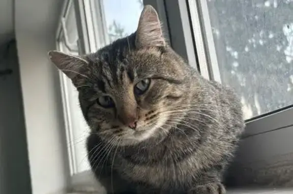 Найдена кошка, Омск, фото: Кошка найдена, ул. Дмитриева, Омск