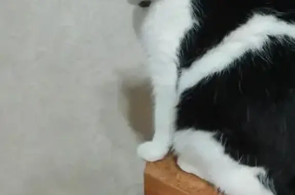 Пропала кошка, Тамбовская ул. 38, Орёл