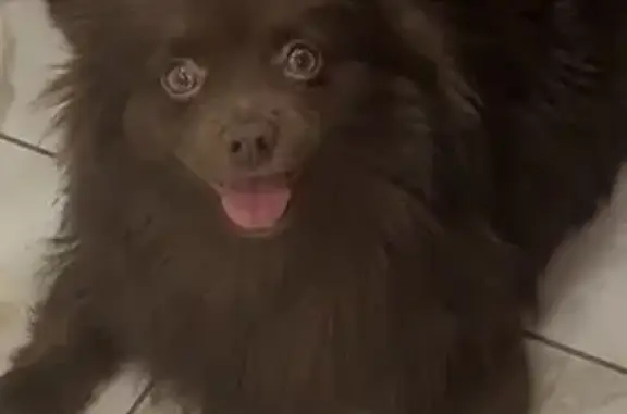 Найдена собака, Санкт-Петербург, фото: Найдена собака, Шушары, СПб