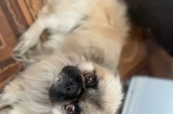 Собаки потеряшки, , фото: Потеряшка собака на ул. Терешковой, Займище