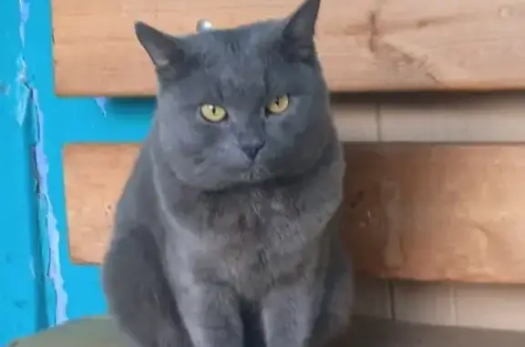 Найдена кошка, , фото: Кошка найдена: пр. Строителей, 148, Пенза