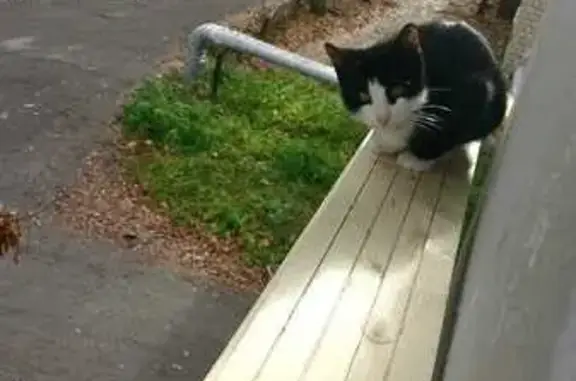 Кошки потеряшки, Галич, фото: Потеряшка кошка, ул. Пушкина, Галич