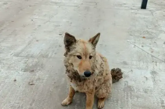 Найдена собака, Новая Усмань, фото: Собака найдена, Парковая ул., Новая Усмань