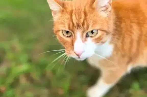 Кошка найдена, ул. Горького, 132