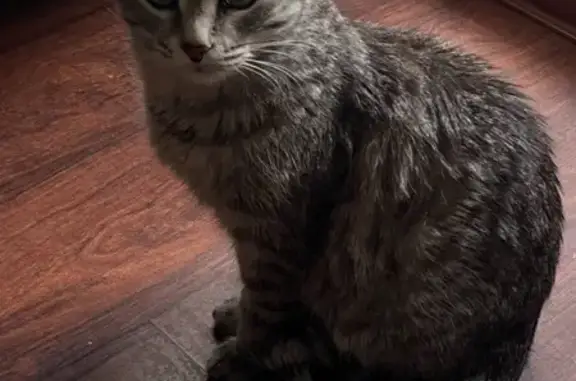 Пропала кошка, ул. Ушакова, 86, Уфа