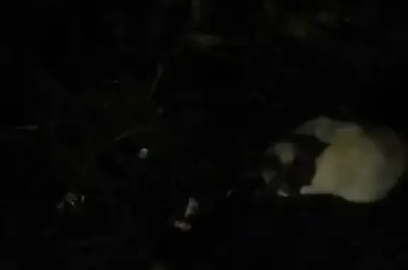 Найдена кошка, Киров, фото: Кошка найдена на Егоровской улице, Киров