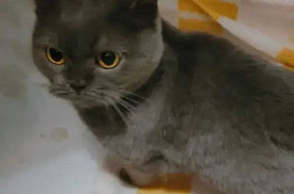 Найдена кошка, ул. Мира 99, Йошкар-Ола