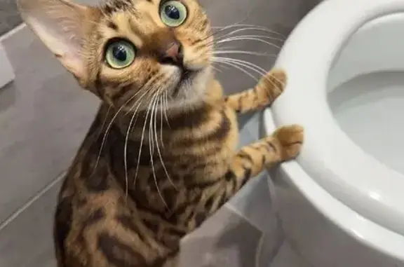 Кошки потеряшки, Чебоксары, фото: Потеряшка кошка, Фруктовая 10, Чебоксары