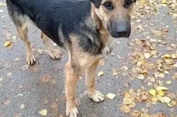 Найдена собака, Кстово, фото: Собака найдена: ул. Лермонтова, 1, Кстово