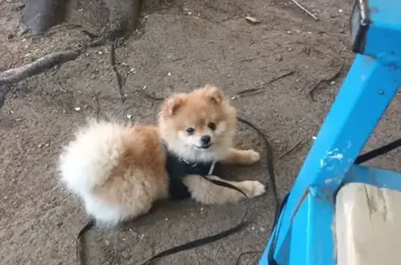 Пропала собака, Рощинская ул., Оренбург