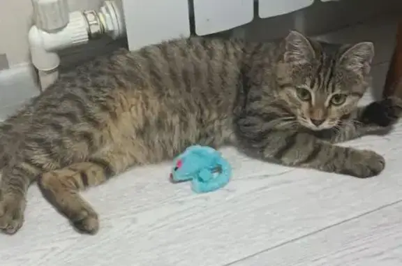 Найдена кошка, Брянск, фото: Котёнок найден на ул. Культуры, Брянск