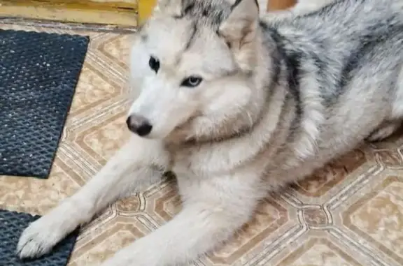 Найдена собака, , фото: Хаски найдена в Ижевске, Удмуртия