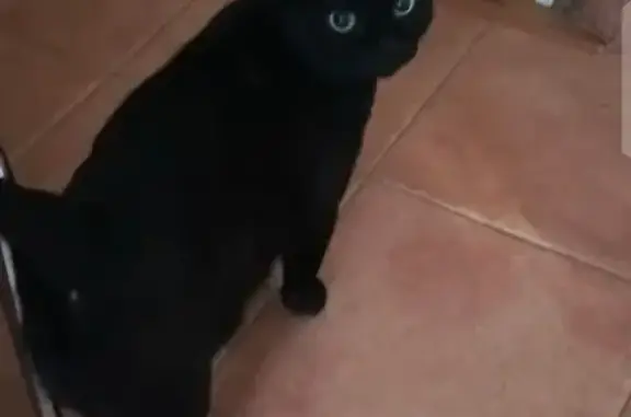 Пропала кошка, Казанская ул., Кишкино