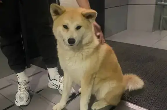 Собака найдена: Береговая ул, 2 к1, Краснодар