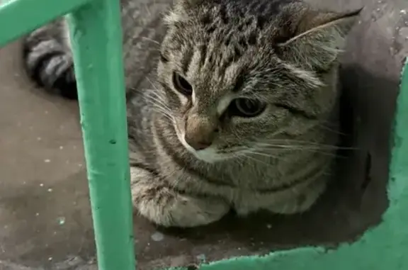 Найдена серая кошка, Б. Купавенский 6/1